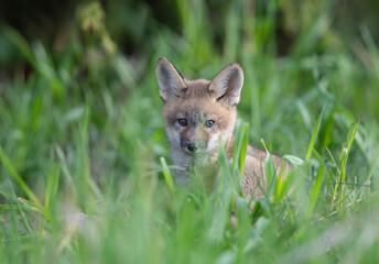Red fox kit (Vulpes vulpes) coming out of its den deep in the forest in early spring in Canada