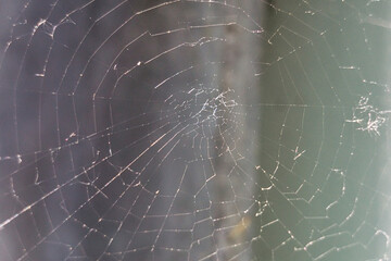 Das Spinnennetz.