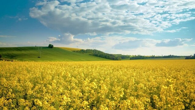 Oilseed rape field with trees against blue sky. Rural, countryside landscape. Panoramic view of colza flowers. Farmland during sunny summer day.