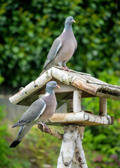 Taubenpärchen
