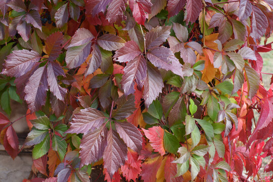 Palmate leaves of Parthenocissus quinquefolia in purple, green and red in October