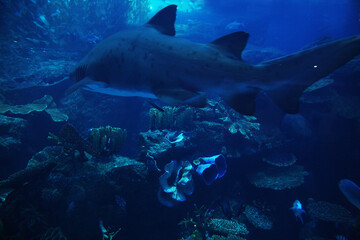 Fototapeta premium fish in sea