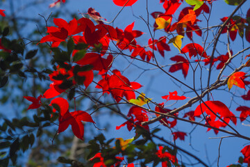 Red-orange maple leaves on a tree during a hiking trail in Phu Kradueng National Park, Loei Province, Thailand