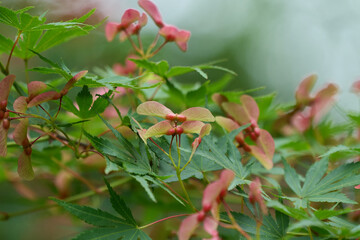 Maple fruits colored red (two) (up)
