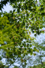 Maple fruits colored red (many) (from afar)