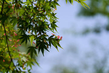 Maple fruits colored red (plural) (from a distance)