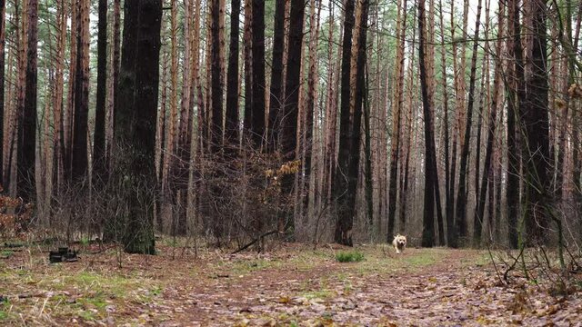 Happy light brown dog runs through the autumn forest