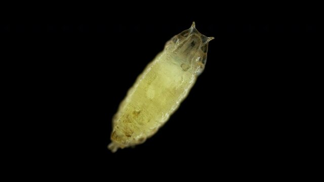 Pupa of fruit fly Drosophila melanogaster under a microscope, order Diptera. A pest that develops in fruits, vegetables, food debris. Visible movement of internal organs