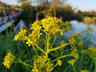 Small yellow flowers on the shore of the pond