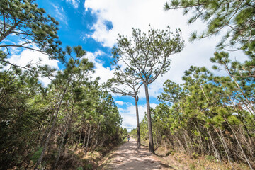 Pine forest along a trekking path on Phu Kradueng Mountain with a flat peak, Loei Province, Thailand