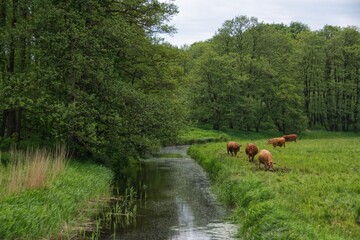 Braune Kühe am Bach