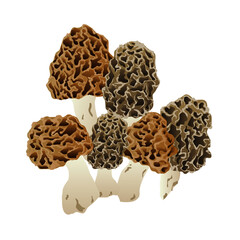 Morilles