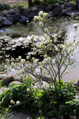 Grosser Federbusch (Fothergilla major) - large witch alder