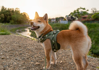 Close-up of cute red shiba inu standing on the floor outdoor with nature background.