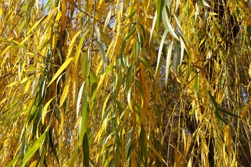 Leafage of weeping willow tree in mid November