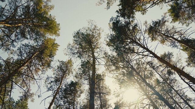 View up, bottom view of pine trees in forest in sunshine. Royalty high-quality free 4k stock video footage of big and tall pine tree with sun light, dew, fog in the forest when looking up blue sky