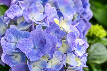 雨上がりの紫陽花（Hydrangea）