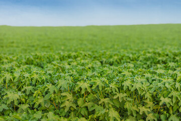 Fototapeta na wymiar field of green plants to the horizon for animal feed