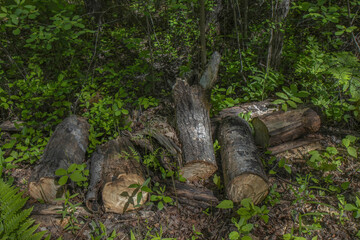 Sawn firewood piled on forest floor at overgrown campsite, nobody