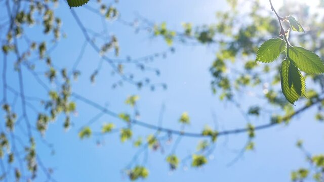 Beautiful sunny blurry spring time abstract natural 4k video bokeh background of green fresh spring defocused branches and foliage  silhouettes iof trees solated on clear cloudless blue sky backdrop