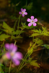 Flowering Roberts geranium  with beautiful pink little flowers in the forest. Geranium robertianum, commonly known as herb-Robert, red robin, death come quickly,  stinking Bob. Place for text.