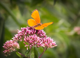 Czerwończyk dukacik (Lycaena virgaureae) in all its glory.