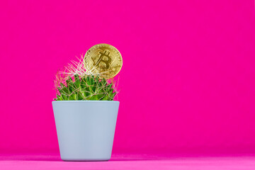 Bitcoin in a cactus with a pink background