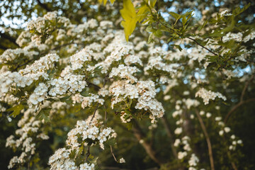 wei&szlig;e Bl&uuml;ten