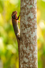 Oriental Garden Lizard resting on the tree.