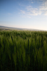 Mehr Getreide gr&uuml;n