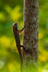 Oriental Garden Lizard resting on the tree.