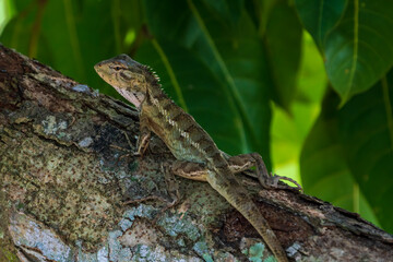 Oriental Garden Lizard resting on the tree.