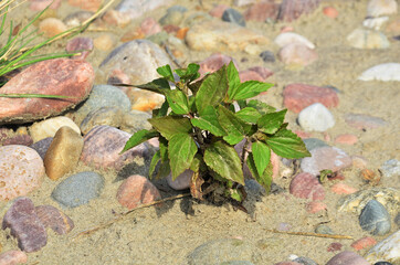 Beautiful Green Pot in the Water