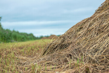 Fototapeta na wymiar The edge of the haystack. Close-up.