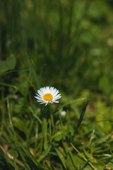 G&auml;nsebl&uuml;mchen