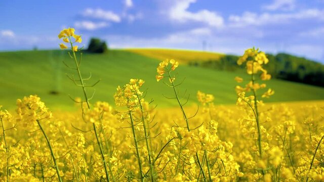Oilseed rape field with trees against blue sky. Rural, countryside landscape. Panoramic view of colza flowers. Farmland during sunny summer day.