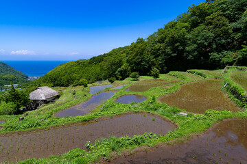 静岡県賀茂郡松崎町　石部の棚田