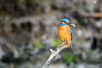 The male Kingfisher (Alcedo atthis) sits on a twig with a small fish in its beak.