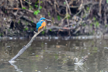 The male Kingfisher (Alcedo atthis) sits on a twig with a small fish in its beak.