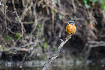 The female Kingfisher (Alcedo atthis) sits on a twig above a forest stream and searches for food.