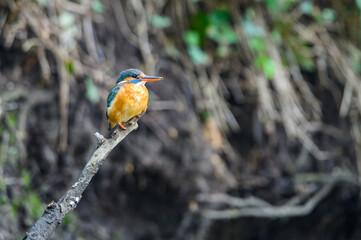 The female Kingfisher (Alcedo atthis) sits on a twig above a forest stream and searches for food.