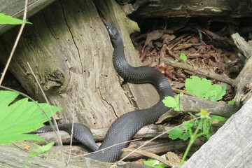 Black viper on the stump in the garden