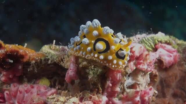 Warty nudibranch (Phyllidia ocellata) crawling over colorful tropical coral reef