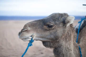camels a resting under the dune not far from the camp in the endless expanses of the Sahara huge...