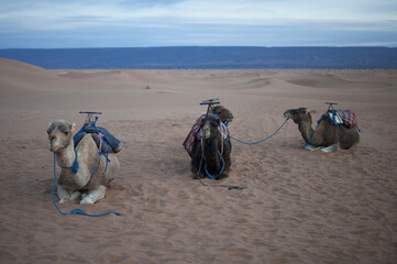 camels a resting under the dune not far from the camp in the endless expanses of the Sahara huge...