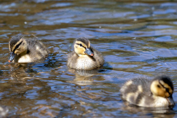 Mallard duckling in the water looking at the camera, while its siblings float nearby