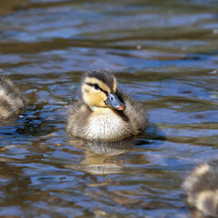 Mallard duckling in the water looking at the camera. Ottawa, Ontario, Canada