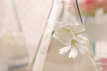 Flask with ornithogalum flowers on blurred background, closeup. Essential oil extraction