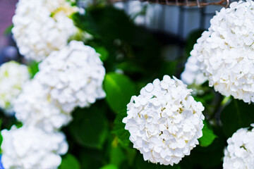 あじさい　園芸　ガーデニング　梅雨
