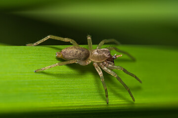 Clubiona sp. spider sitting on a leaf and eating his prey